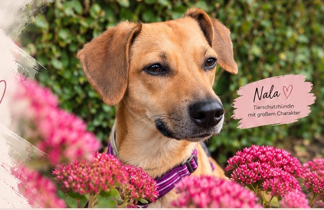 Nala draußen im Grünen